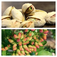 Seeds pistachio nut for sale  USA