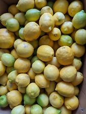 Freshly picked unwaxed for sale  Irvine