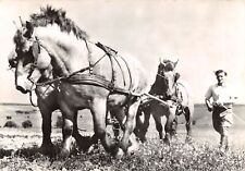 Scene nord chevaux d'occasion  Expédié en Belgium