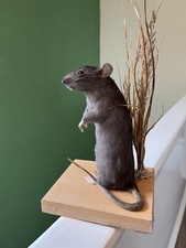 Taxidermy common rat for sale Taxidermy common rat for sale  WAKEFIELD