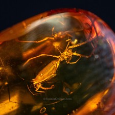 Dinosaur age amber for sale  North Port