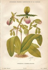 Botanica cypripedium cromolito usato  Lucca