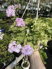 PELARGONIUM 'SURPRESA DA MADEIRA' HERA VARIEGADA GERÂNIO! comprar usado  Enviando para Brazil