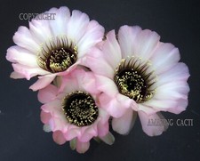 Echinopsis lobivia anemone for sale  FORDINGBRIDGE