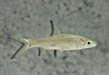 Buy silver shark for sale  UK