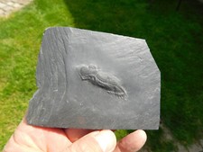 trilobit gebraucht kaufen trilobit gebraucht kaufen Limbach-Oberfrohna