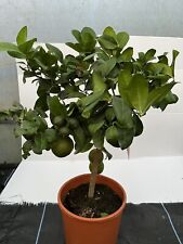 Citrus lime limetta for sale  HELSTON