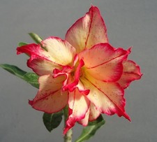 Semi adenium obesum usato  Cuneo