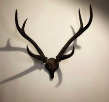 Taxidermy indian sambar for sale  WIGAN