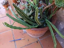 Stapelia grandiflora 20cm d'occasion  Cagnes-sur-Mer