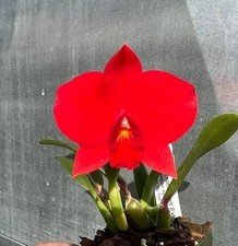 Slc. exotic red for sale  Diamond Bar