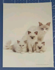 Postcard ragdoll cat for sale  New Port Richey