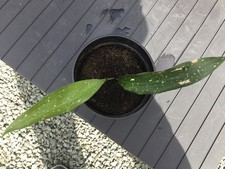 Aspidistra elatior milky for sale  TIPTON