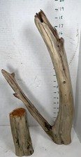 Driftwood cedar piece for sale  Brookwood