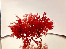 Live red dragon for sale  Minneapolis