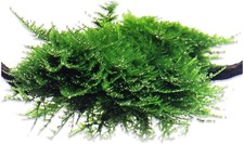 Christmas moss vesicularia for sale  Terrell