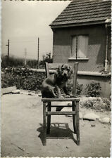 PHOTO ANCIENNE - VINTAGE SNAPSHOT - ANIMAL CHIEN CHAISE JARDIN DRÔLE - DOG CHAIR comprar usado  Enviando para Brazil