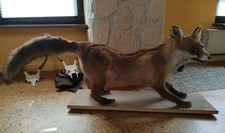 Tierpräparat trophäe fuchs gebraucht kaufen  Küps