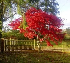 Fireglow upright red for sale  Pelzer