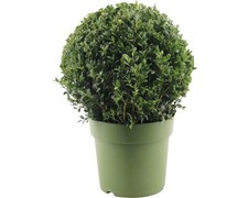Buchsbaum kugel floraself gebraucht kaufen  Deutschland