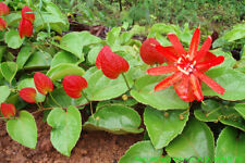 Fresh seeds passiflora d'occasion  France