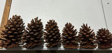Glossy pine cones for sale  Peachtree City