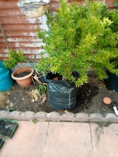 Pomegranate tree plnt for sale  LONDON