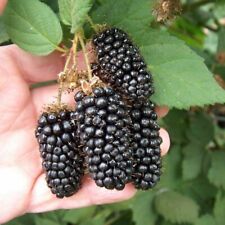 100 giant thornless for sale  Saint Michaels