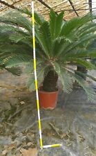 Rarità cycas revoluta usato  Ragusa