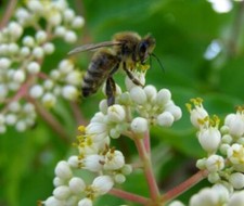 Semi bee tree usato Semi bee tree usato  Spedire a Italy
