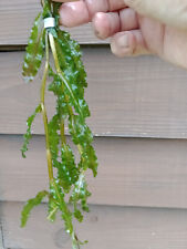 Curly pondweed potamogeton for sale  BUCKFASTLEIGH