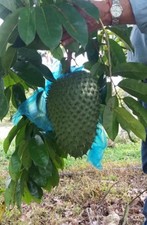 Soursop plant guanábana d'occasion  Expédié en Belgium