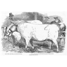 Cattle prize charolais for sale  GLASGOW