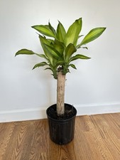 Live corn plant for sale  Union