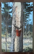 Catching turpentine turpentine for sale  Greenfield