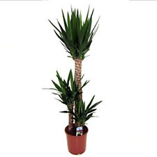 Yucca elephantipes house for sale  PETERBOROUGH