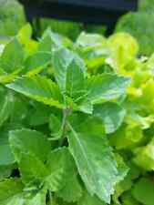 Green leaf holy for sale  Deltona