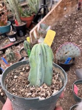 Myrtillocactus cochal candelab for sale  Temecula