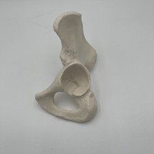 Osso do quadril humano esquerdo 3B Scientific A35/5 modelo Os Coxae inominado anatômico comprar usado  Enviando para Brazil