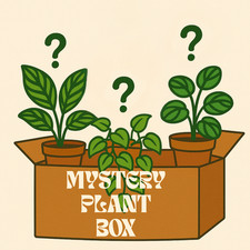 Plant mystery box for sale  Rocky Mount