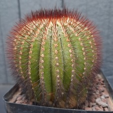Uebelmannia pectinifera erioca usato  Casatenovo