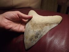 Megalodon zahn cm gebraucht kaufen  Berlin