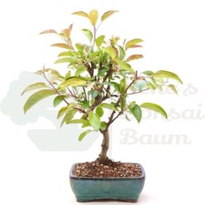 Bonsai zierapfel malus gebraucht kaufen  Halle