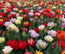 Double mixed tulips for sale  SPALDING