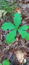 White oak trees for sale  Crofton