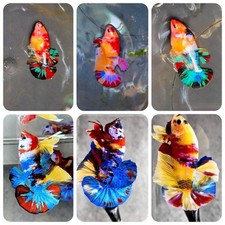 Pairs koi live for sale  Clarksville