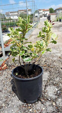 Ilex aquifolium argentea usato  Monsampolo del Tronto