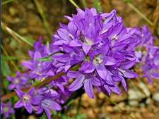 Blue clustered bellflower for sale  Lynnwood