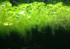 Pistia stratiotes cavolo usato  Benevento