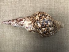 Zebra triton tropical for sale  Davis